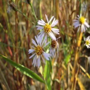 ウラギクの花