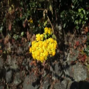 アワコガネギクの花