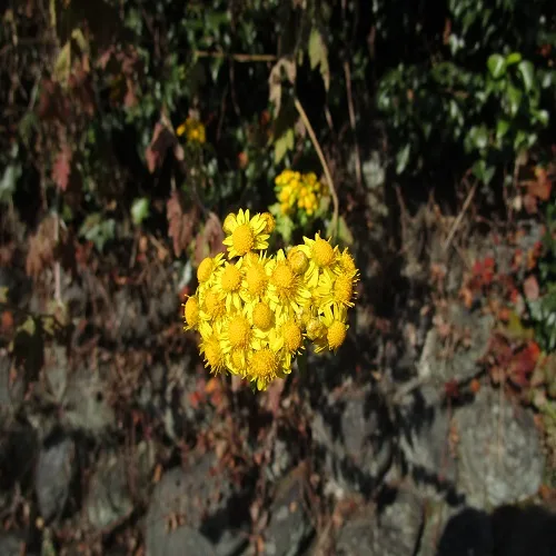 アワコガネギク