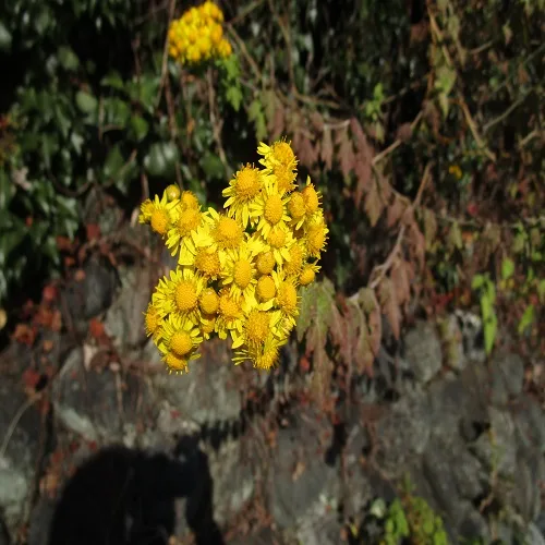 アワコガネギクの花