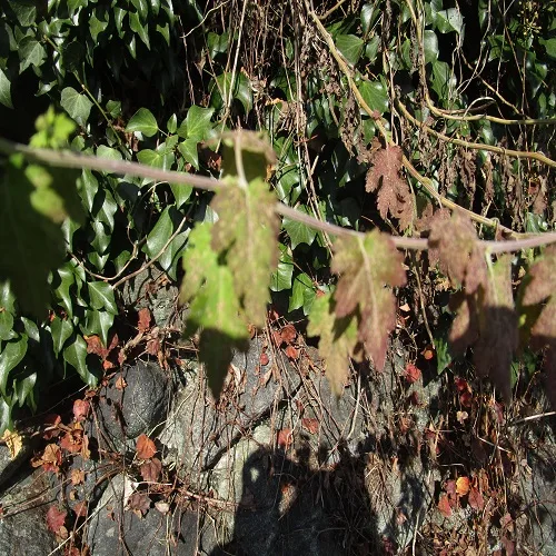 アワコガネギクの葉