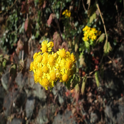 アワコガネギクの花