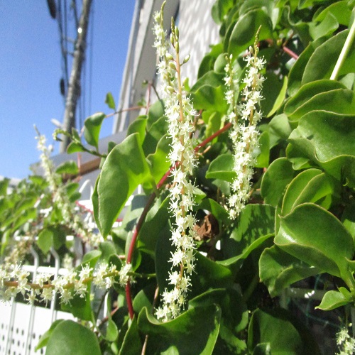 アカザカズラの花