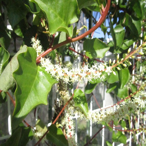アカザカズラの花