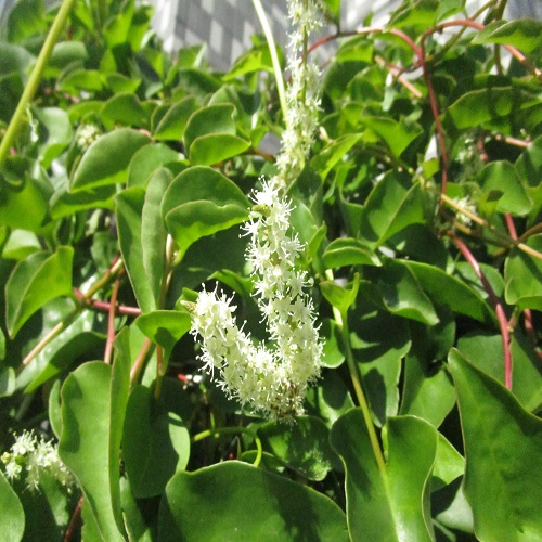 アカザカズラの花