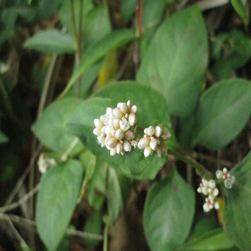 ツルソバの花