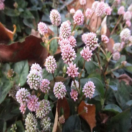 ヒメツルソバの花
