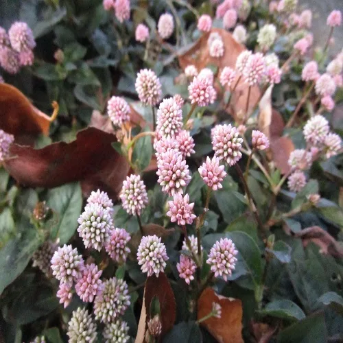 ヒメツルソバの花
