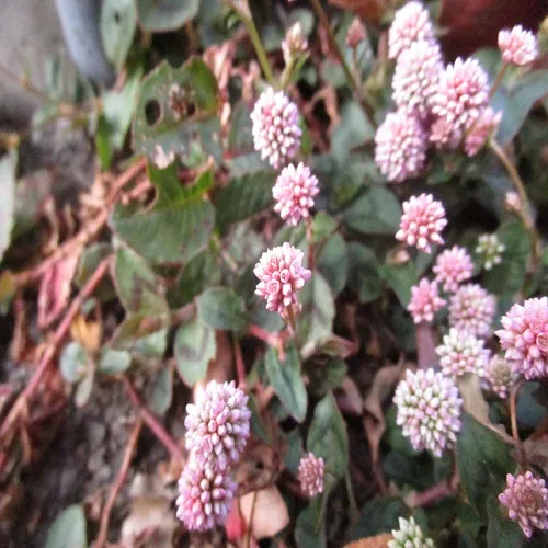 ヒメツルソバの花