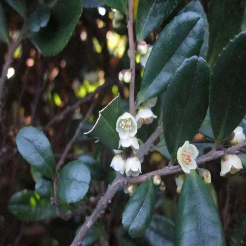 ハマヒサカキの花