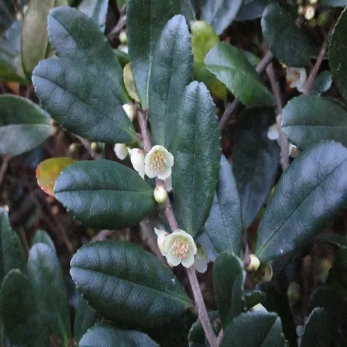 ハマヒサカキの花