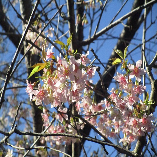 ヒマラヤザクラの花