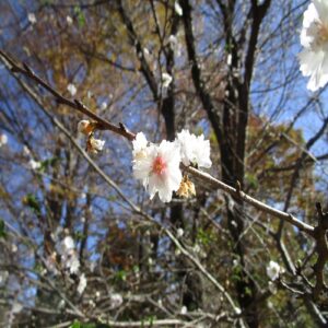 コブクザクラの花