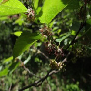 ヒメコウゾの花