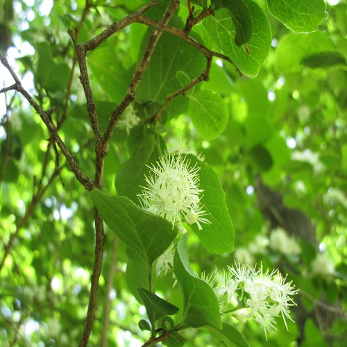 サワフタギの花