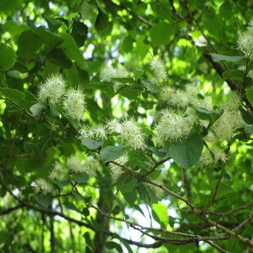 サワフタギの花