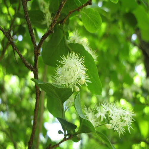 サワフタギの花