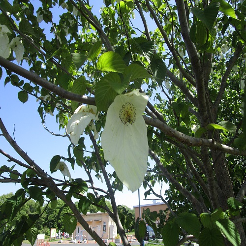 ハンカチノキの花