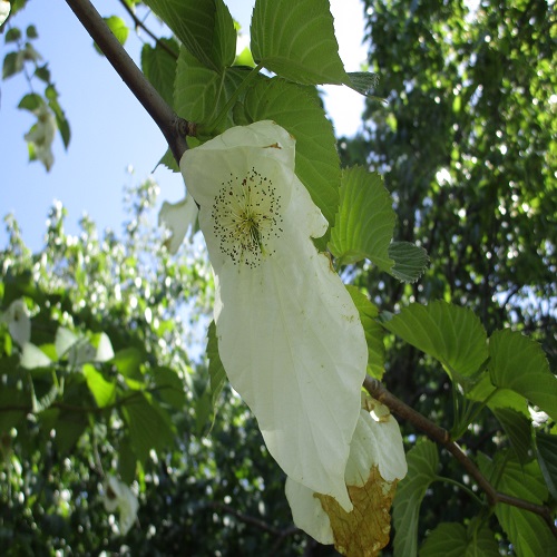 ハンカチノキの花
