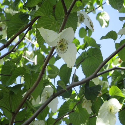 ハンカチノキの花
