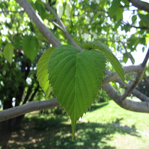 ハンカチノキの葉