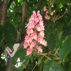 ベニバナトチノキの花