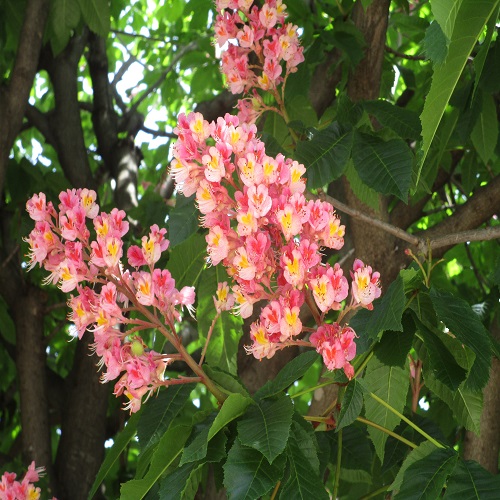 ベニバナトチノキの花