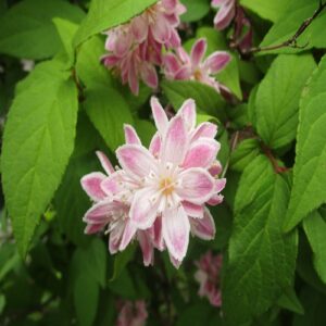 サクラウツギの花