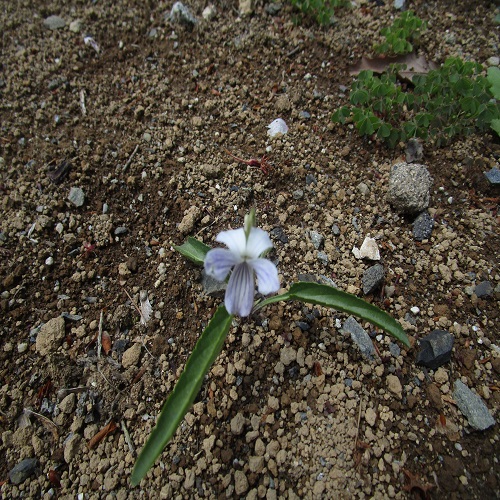 アリアケスミレの花