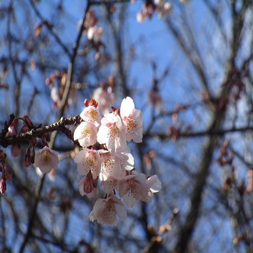 カンザクラの花