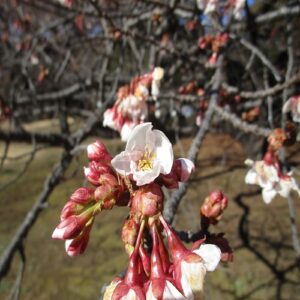 サツマカンザクラの花