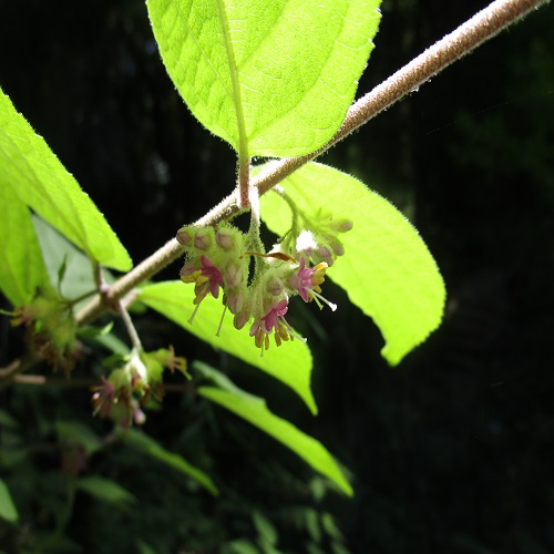 ヤブムラサキの花