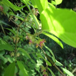 ヤブムラサキの花