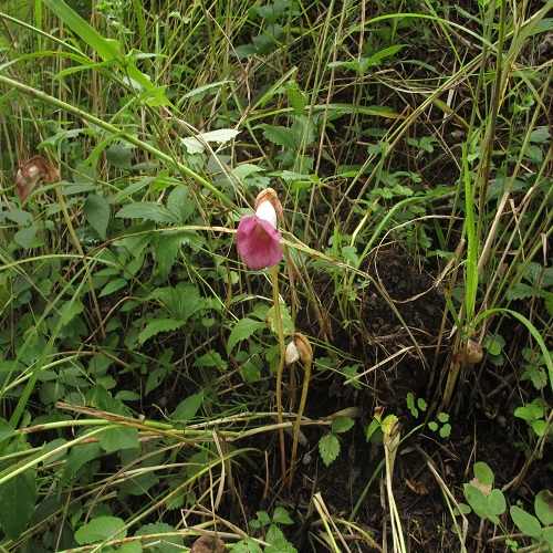 オオナンバンギセルの花