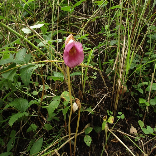 オオナンバンギセルの花