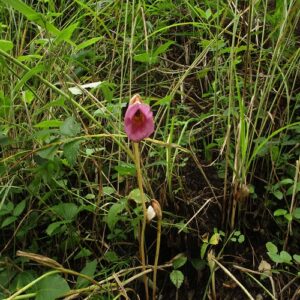 オオナンバンギセルの花
