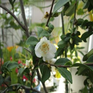 ヒメサザンカの花