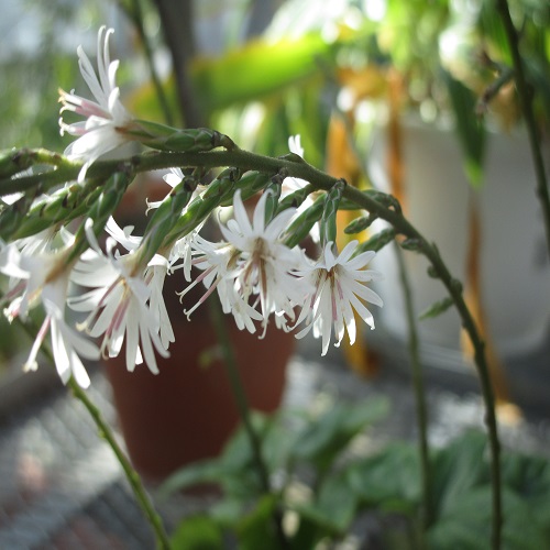 オキナワハグマの花