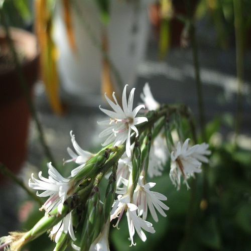 オキナワハグマの花