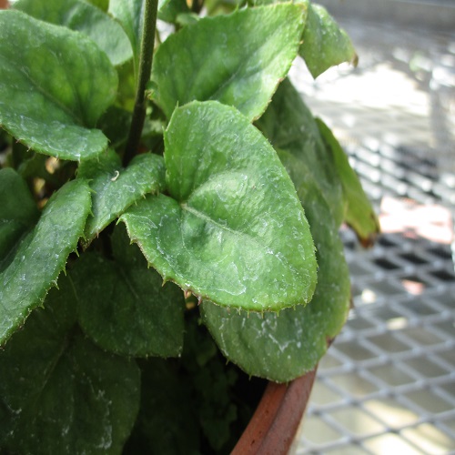 オキナワハグマの葉