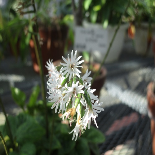 オキナワハグマの花