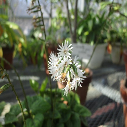 オキナワハグマの花