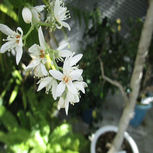 オオシマウツギの花
