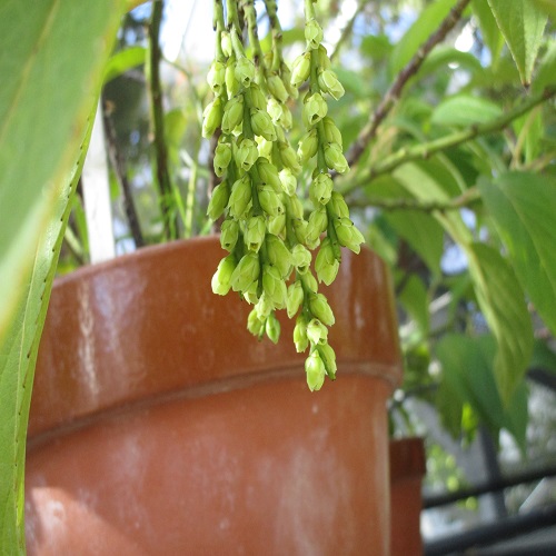 ナガバキブシの花