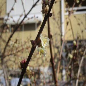 ニオイスイカズラの花