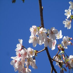タマナワザクラの花