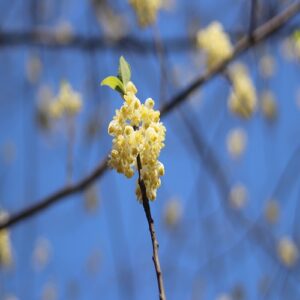 アオモジの花