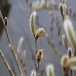 ネコヤナギの花