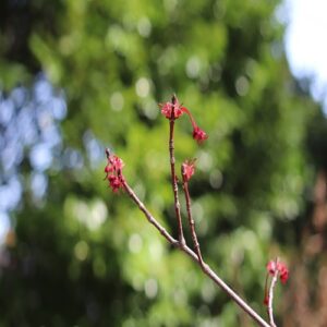 アメリカハナノキの花