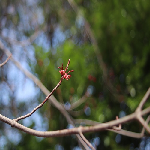 アメリカハナノキの花
